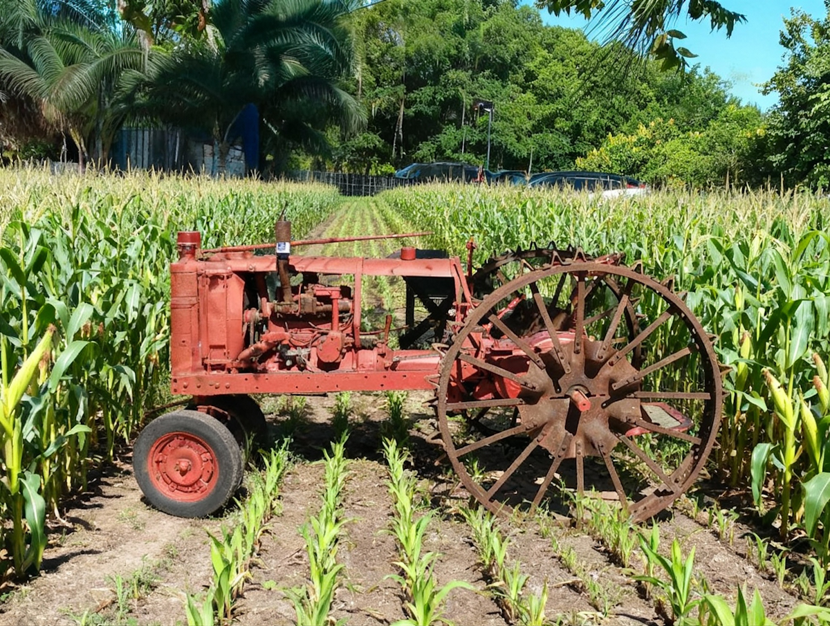 Tractor in corn field